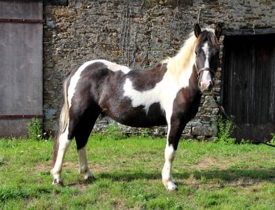 Gelding Other Pony Breed For sale 2023 Coloured