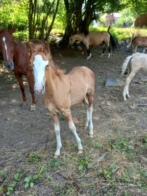 Puledro Palomino (Race) In vendita 2025 Palomino ,  Miracle du Moulin Pre