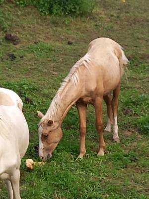 Veulen (ml) palomino te koop 2024 palomino ,  miracle du moulin pre