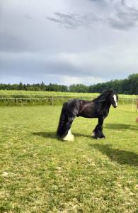 Magnifique hongre irish cob à vendre