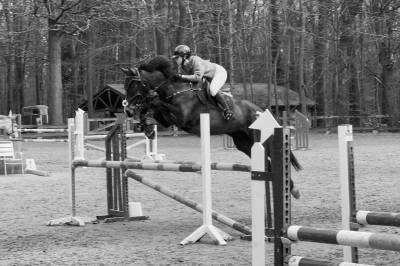 I'am vd hongre de 11 ans