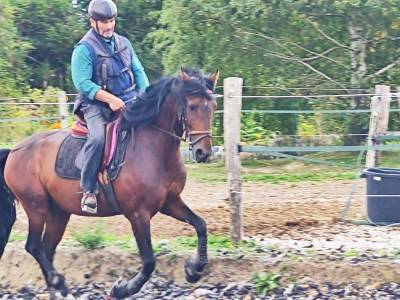 Intero pre andaluso in vendita 2019 baio scuro ,  th bufon