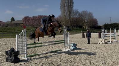 Mare French Saddle Pony Part-Livery 2020 Bay