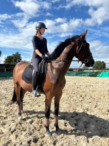 Castrone sella francese in vendita 2022 baio ,  argento