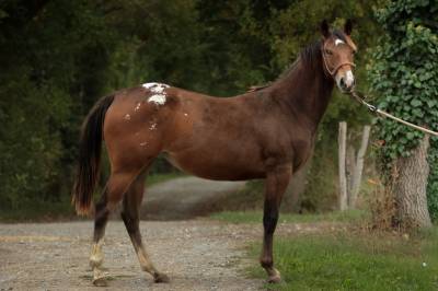 Puledra appaloosa in vendita 2024 baio ,  silver apache joe