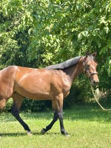 Merrie franse draver  te koop 2023 bruin / bai ,  redeo josselyn