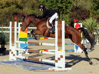 Mare Origin Recorded Part-Livery 2011 Bay