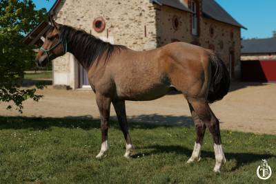 Quarter horse - tenessee du tr