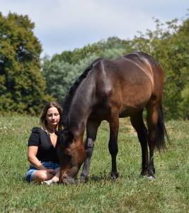 Gelding New Forest For sale 2024 Dark Bay