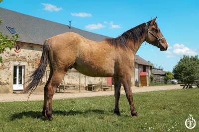 Quarter horse - wyoming du tr