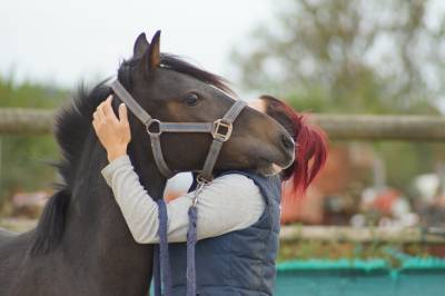 Castrone pfs pony francese da sella in vendita 2024 baio scuro ,  izar de la fosse