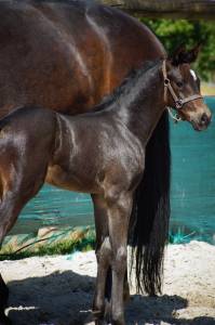 Poulain hongre 2025 selle français dressage par be sure