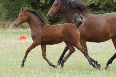 Puledro pfs pony francese da sella in vendita 2025 baio ,  kracker le courtal