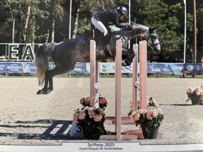 Merrie franse rijpony pfs te koop 2020 schimmel