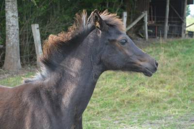 Pouliche 2025 high pedigree 
