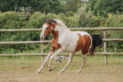 Mare Origin Recorded For sale 2022 Coloured