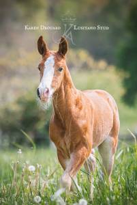 Potro lusitano en venta 2023 alazán por ouro jcl