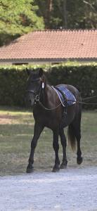 Colt Landais For sale 2023 Black