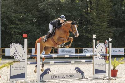 Caballo castrado silla francés en venta 2016 alazán por quiwi dream