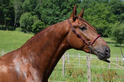 IMPERIAL - PRE 3 ans, cheval d'avenir 