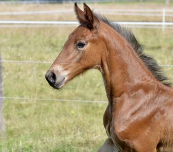 Poulain sf 2025 à vendre