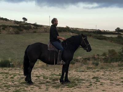 Mare mérens for sale 2016 black