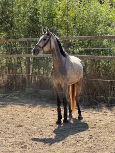 Mare French Saddle Pony For sale 2021 Grey