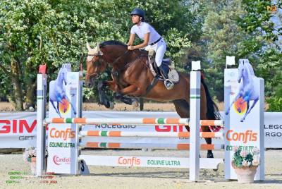 Castrone holsteiner 10 anni