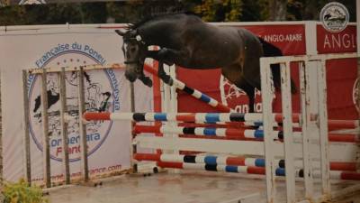 Mare Connemara For sale 2023 Buckskin