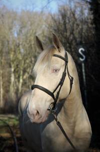 Castrone lusitano in vendita 2016 crema