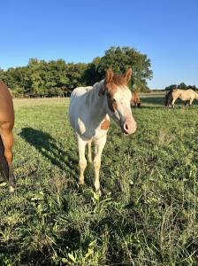 Paint horse - filly 2025 - tovero dun