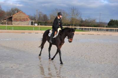 Fattrice purosangue in vendita 2021 baio