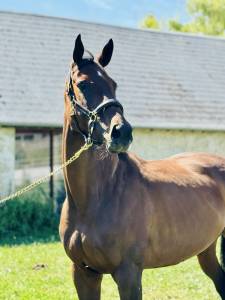 Magnifique pur sang 7 ans 