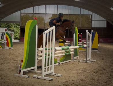 Gelding Belgian Riding Pony For sale 2021 Bay