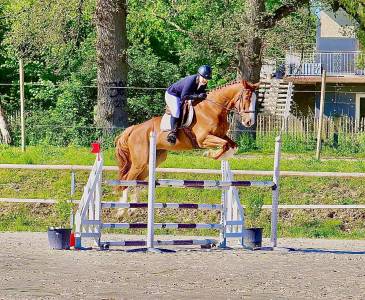 Caballo castrado Silla Francés En venta 2015 Alazán por KLOTAIRE DU MOULIN