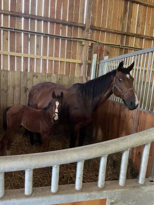 Puledro sella francese in vendita 2025 baio