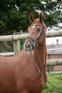 Hongre Dressage 7 ans par London Swing