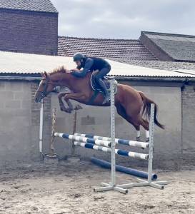 Mare Thoroughbred For sale 2021 Chesnut