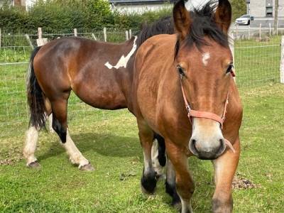 Cheval de trait ardennais