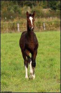 Veulen (vr) selle français te koop 2025 bruin / bai ,  esmeraldo