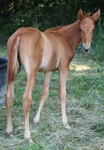 Poulain sf (papillon de l odyssee x ernest )