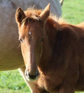 Poulain sf (papillon de l odyssee x ernest )