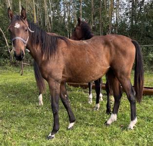 Pouliche sf ( controe  x champs elysees x le tot)