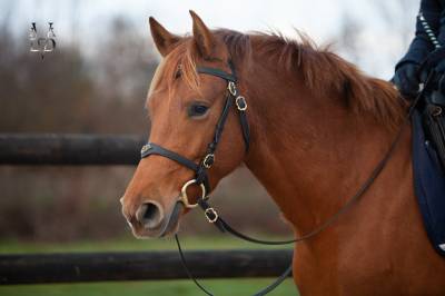 Merrie PRE Puur Ras Spaans Te koop 2022 Vos ,  Tarzano GSA