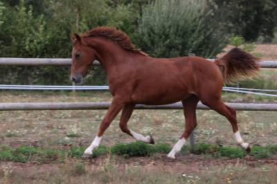 Puledro pfs pony francese da sella in vendita 2024 sauro ,  bon cœur