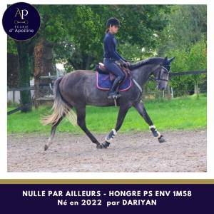 Jeune cheval gris 4 ans en 2025