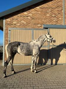 Jument 8 ans par garfield des templiers(160 cso)