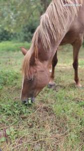 Broodmare French Saddle Pony For sale 2015 Chesnut
