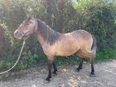 Mare No Origin Recorded For sale 2022 Buckskin