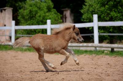 Colt No Origin Recorded For sale 2025 Silver dapple